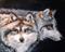 Art: WOLVES INTO THE NIGHT by Artist Marcia Baldwin