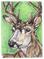 Art: Mule Deer/Buck SOLD by Artist Kim Loberg