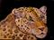 Art: Leopard by Artist Dia Spriggs