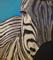 Art: Zebra by Artist Dia Spriggs