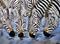 Art: Zebras drinking by Artist Dia Spriggs