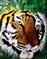 Art: Jungle Tiger by Artist Dia Spriggs