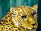 Art: Jungle Leopard by Artist Dia Spriggs