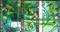 Art: Gingko Triptych by Artist Dawn Lee Thompson
