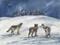Art: Wolves Watching by Artist Lynn Bickerton Chan