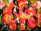 Art: Full Bloom Abstract by Artist Laurie Justus Pace