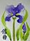Art: Iris by Artist Tracey Allyn Greene