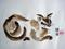 Art: Siamese Cat At Rest by Artist Tracey Allyn Greene