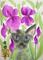 Art: Grey Cat and Irises by Artist Tracey Allyn Greene