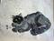 Art: Black Cat by Artist Tracey Allyn Greene