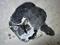 Art: Chinese Cat 2 by Artist Tracey Allyn Greene