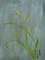 Art: Orchid by Artist Tracey Allyn Greene