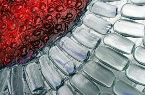 Detail Image for art FROSTY FLOWER