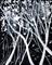 Art: TREES IN BLACK AND WHITE by Artist LUIZA VIZOLI