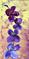 Art: Purple Violet Orchid by Artist LUIZA VIZOLI