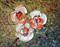 Art: BEAUTIFUL WHITE FLOWERS by Artist LUIZA VIZOLI