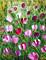Art: TULIPS BLOSSOM by Artist LUIZA VIZOLI