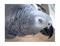 Art: African Congo Gray  Parrot by Artist David Mott