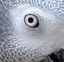 Detail Image for art African Congo Gray  Parrot