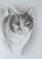 Art: The Portrait of the Cat by Artist Ewa Kienko Gawlik
