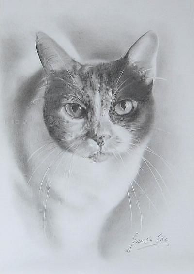 Art: The Portrait of the Cat by Artist Ewa Kienko Gawlik