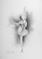 Art: Ballerina by Artist Ewa Kienko Gawlik