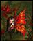Art: Firey Wings by Artist Nico Niemi