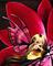 Art: Petals and Wings by Artist Nico Niemi