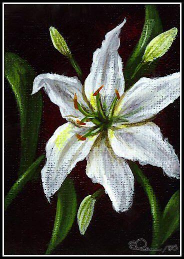 Art: White Lily by Artist Elaina Wagner