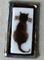 Art: Meow Kitty brooch by Artist Deborah Sprague