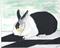 Art: Harlequin Dutch Rabbit by Artist Marcia Ruby