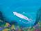 Art: OCEAN SQIUD by Artist christi lynn schwartzkopf