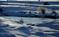 Art: Frozen Pond by Artist Lisa Miller