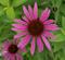 Art: Pink X 2 by Artist Lisa Miller
