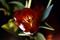 Art: Inside a Tulip by Artist Lisa Miller