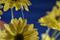 Art: Daisies on Blue by Artist Lisa Miller