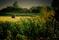 Art: Sunflowers In Kansas, TAG RIP by Artist Lisa Miller