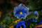 Art: Pansy by Artist Lisa Miller