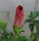 Art: A Single Bud by Artist Lisa Miller