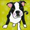 Art: The Boston Terrier by Artist Veronique Perron
