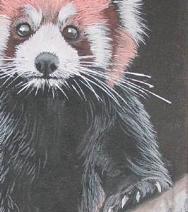 Detail Image for art Red Panda