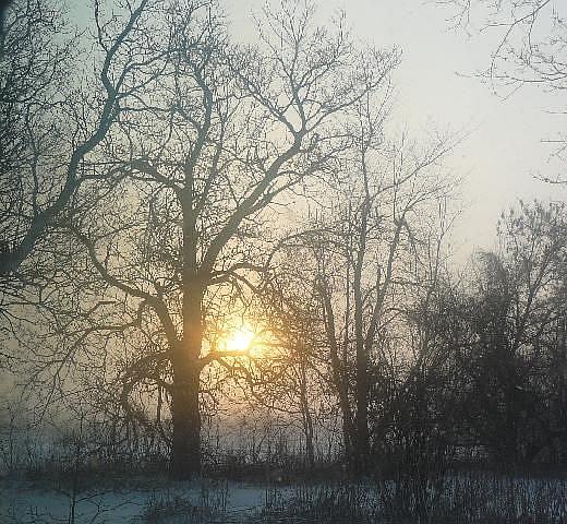 Art: frosty sunrise by Artist S. Olga Linville