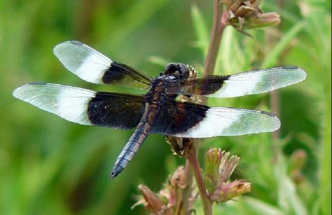 Art: dragonfly days by Artist S. Olga Linville