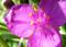 Art: spiderwort or widow's tears by Artist S. Olga Linville