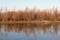 Art: autumn reflections by Artist S. Olga Linville