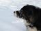 Art: snow on her nose by Artist S. Olga Linville