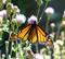 Art: monarch II by Artist S. Olga Linville