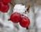 Art: frosted berries by Artist S. Olga Linville