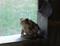 Art: sittin' on the screen door by Artist S. Olga Linville