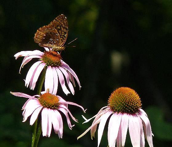 Art: echinacea & butterfly by Artist S. Olga Linville